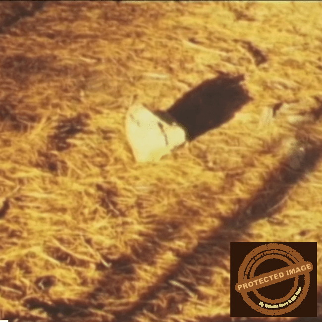 Silent Revolution film