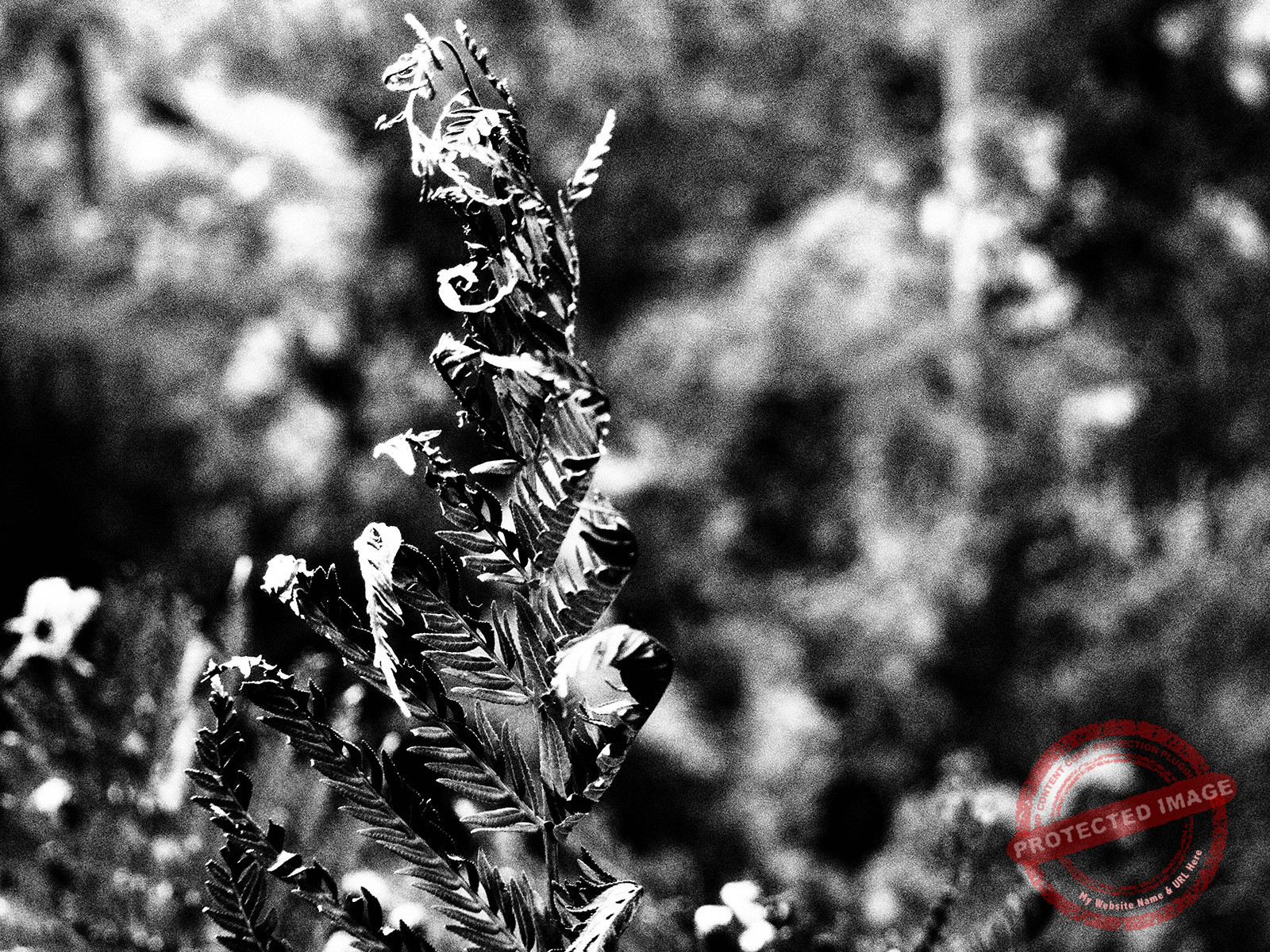 Silent Revolution